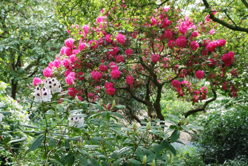 Arundel & Ladbroke Gardens